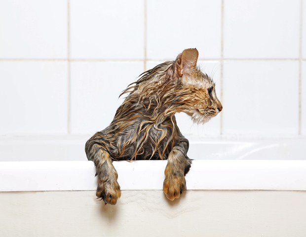 Profile of a wet cat on a bathtub edge, looking to the side (Foto: Getty Images)