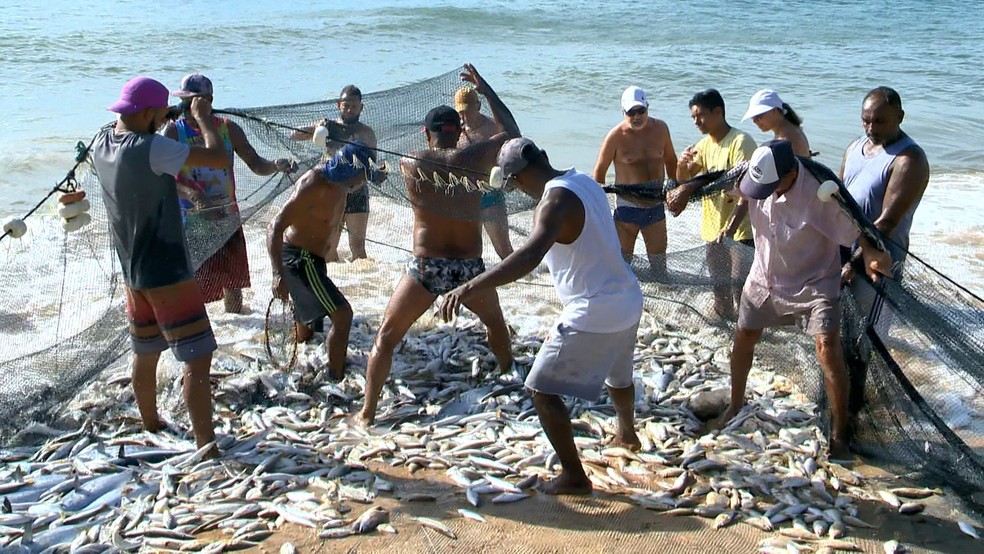 Puxada de rede em Itapuã, Vila Velha, toneladas de peixe | Espírito |