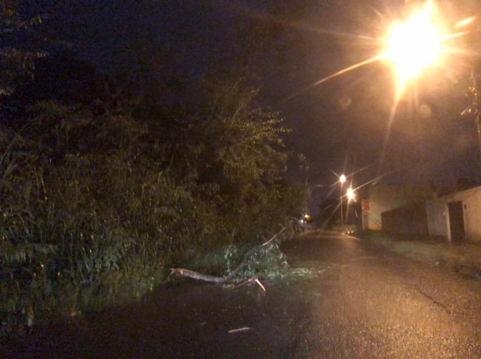 Árvore derrubada pela força da chuva no bairro Planalto Uruguai, na Zona Leste de Teresina — Foto: Maria Romero/ G1 PI