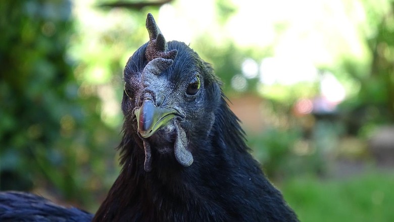 Ayam Cemani; galinha preta (Foto: Pixabay)
