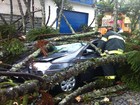 Árvore cai e atinge carro em Mogi das Cruzes