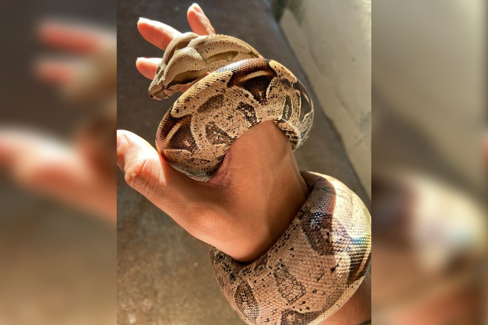Jiboia "Costelinha" foi adotada por Vinicius há pouco mais de um ano — Foto: Arquivo Pessoal