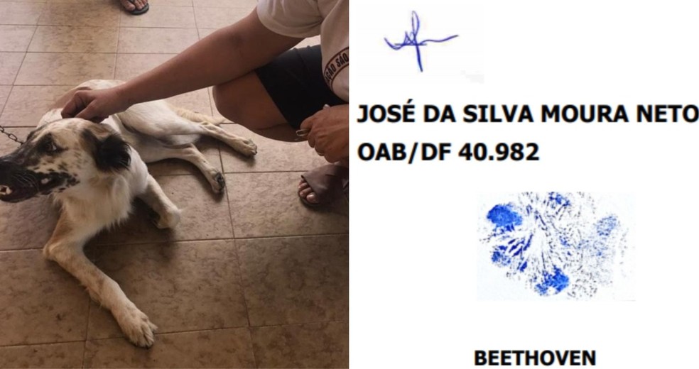 Cachorro Bethoven, que move processo contra agressor, assinou a ação judicial com a própria pata. — Foto: Divulgação