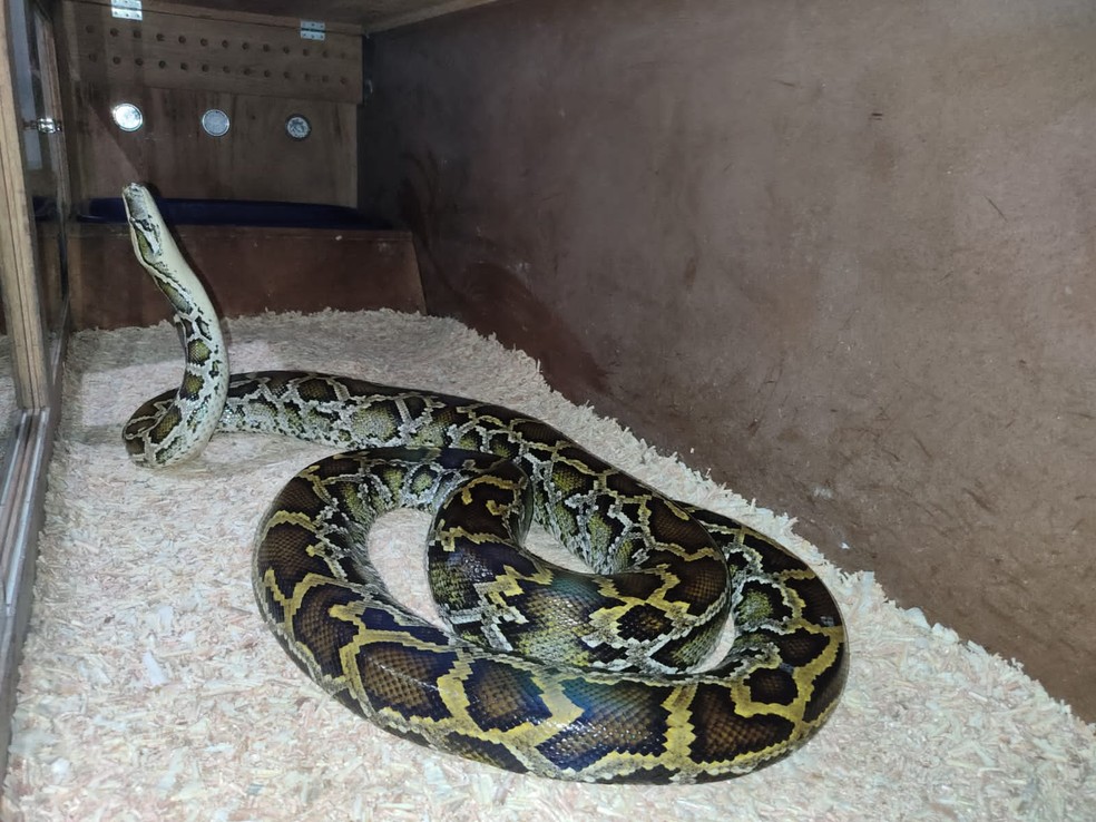 Cobra píton (Python Mollurus) encontrada em operação de combate ao tráfico de animais — Foto: Polícia Militar Ambiental/Divulgação