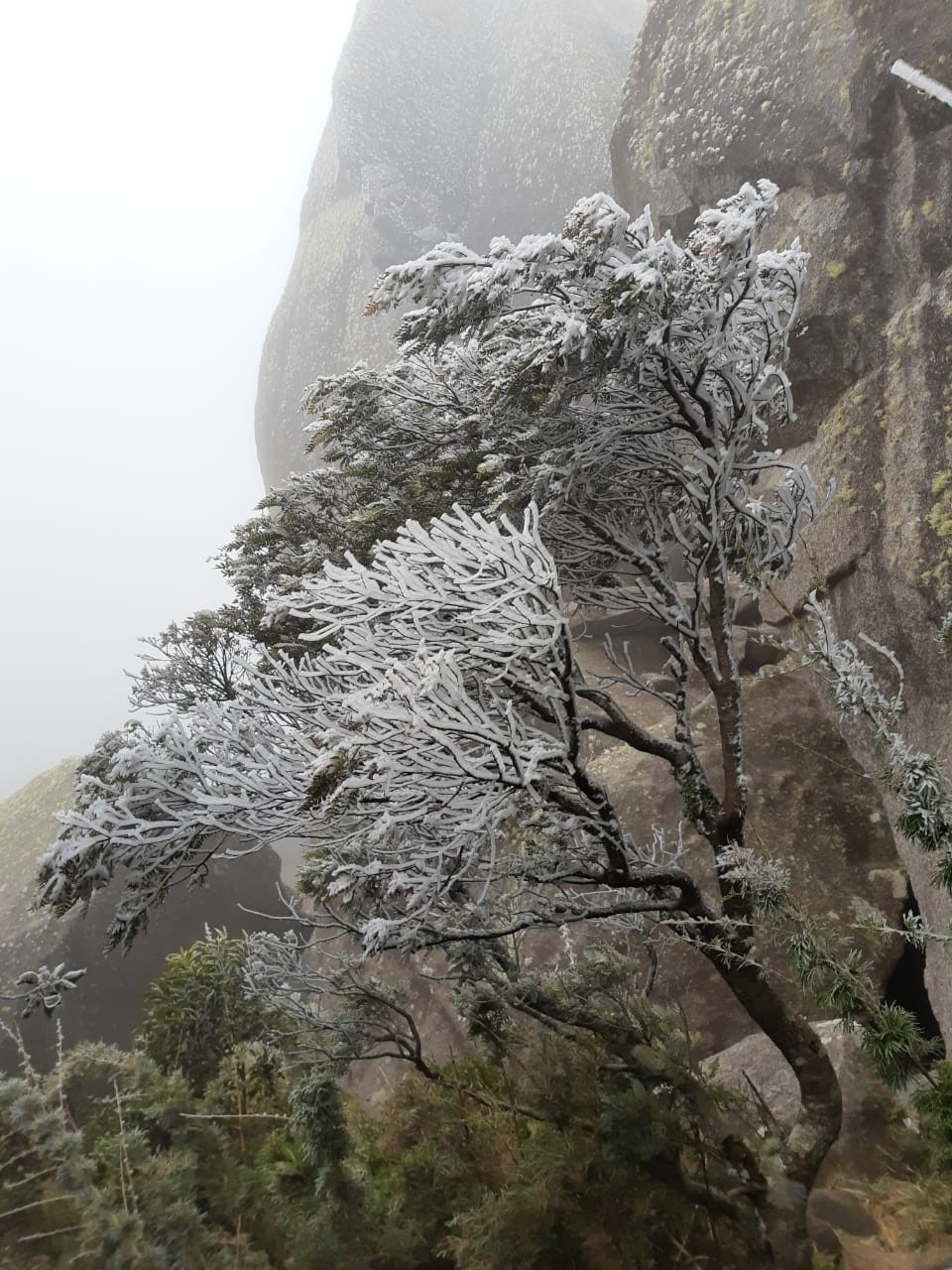 Estação do Parque Nacional do Itatiaia registra -8,3°C e geada deixa 'tudo congelado'