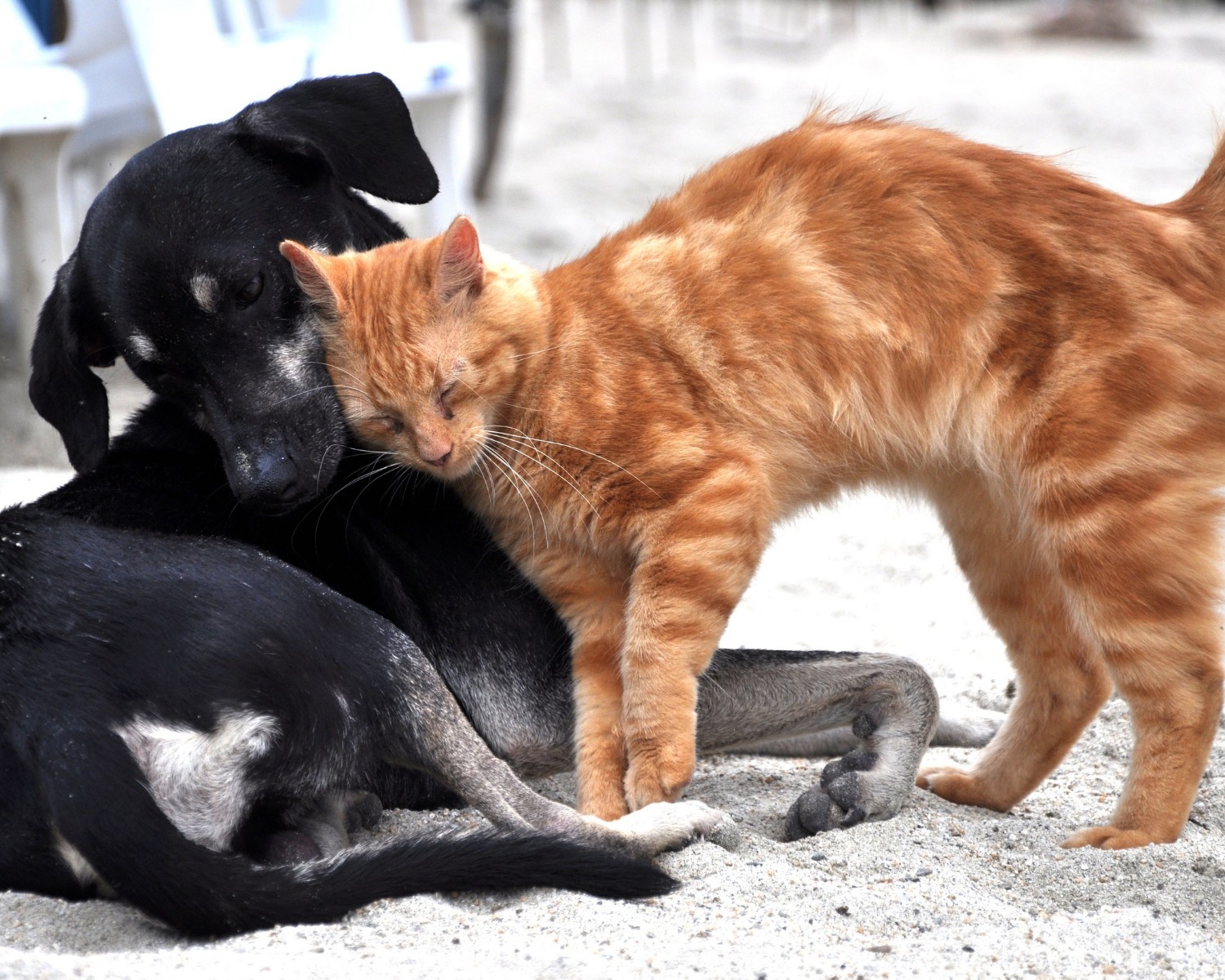 O convívio entre gatos e cachorros pode exigir um pouco mais de paciência dos tutores (Foto: Canva/Creative Commons)