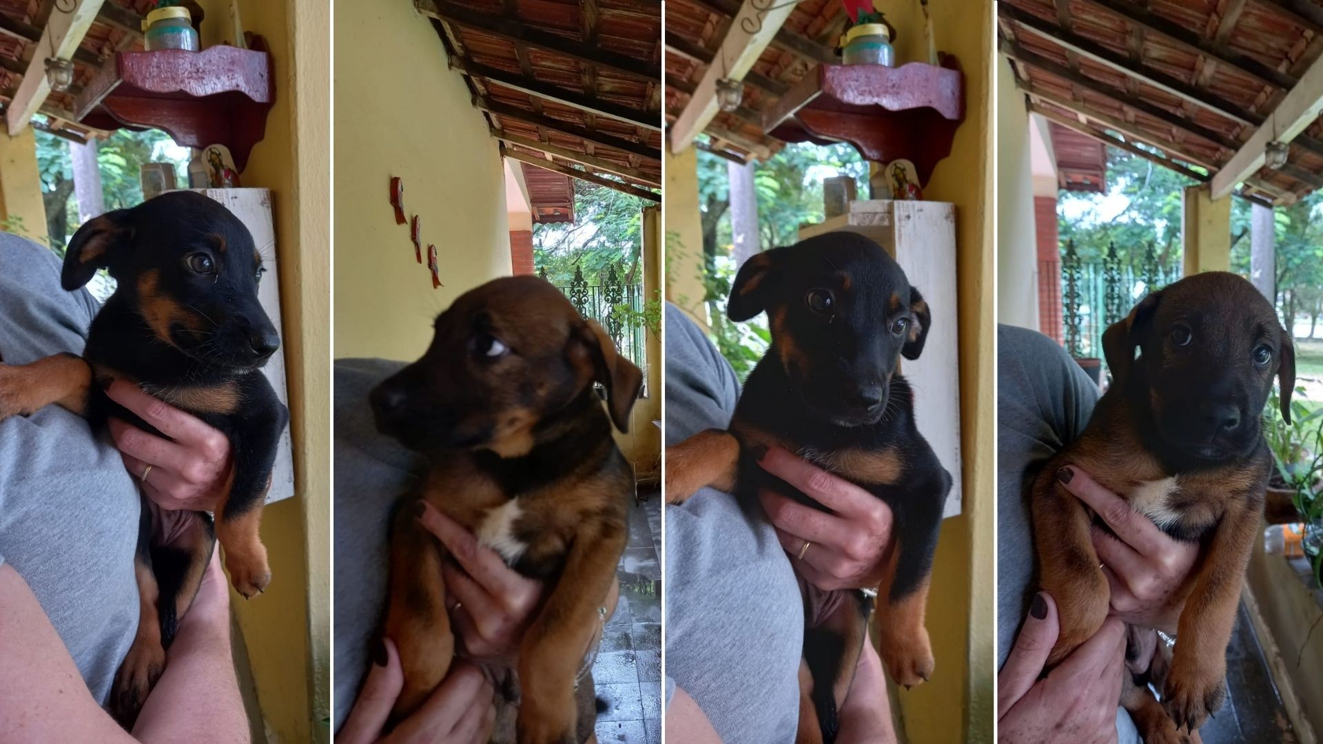 Filhotes de cachorro resgatados de bueiro são colocados para adoção em ONG de Jundiaí 