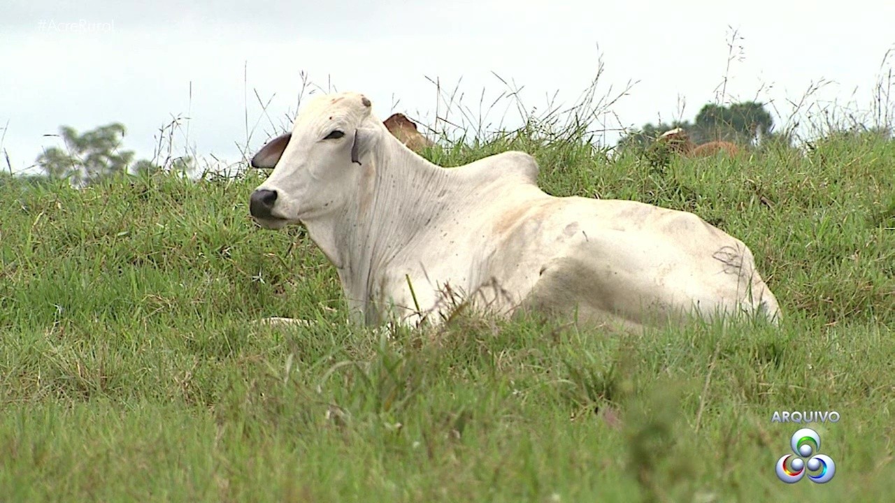 VÍDEOS: Acre rural deste domingo, 13 de fevereiro