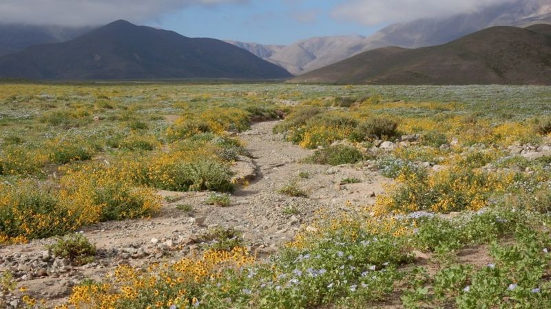 BBC - Quando há umidade no ambiente, a paisagem desértica se enche de flores (Foto: CORTESÍA KEW GARDENS via BBC News)