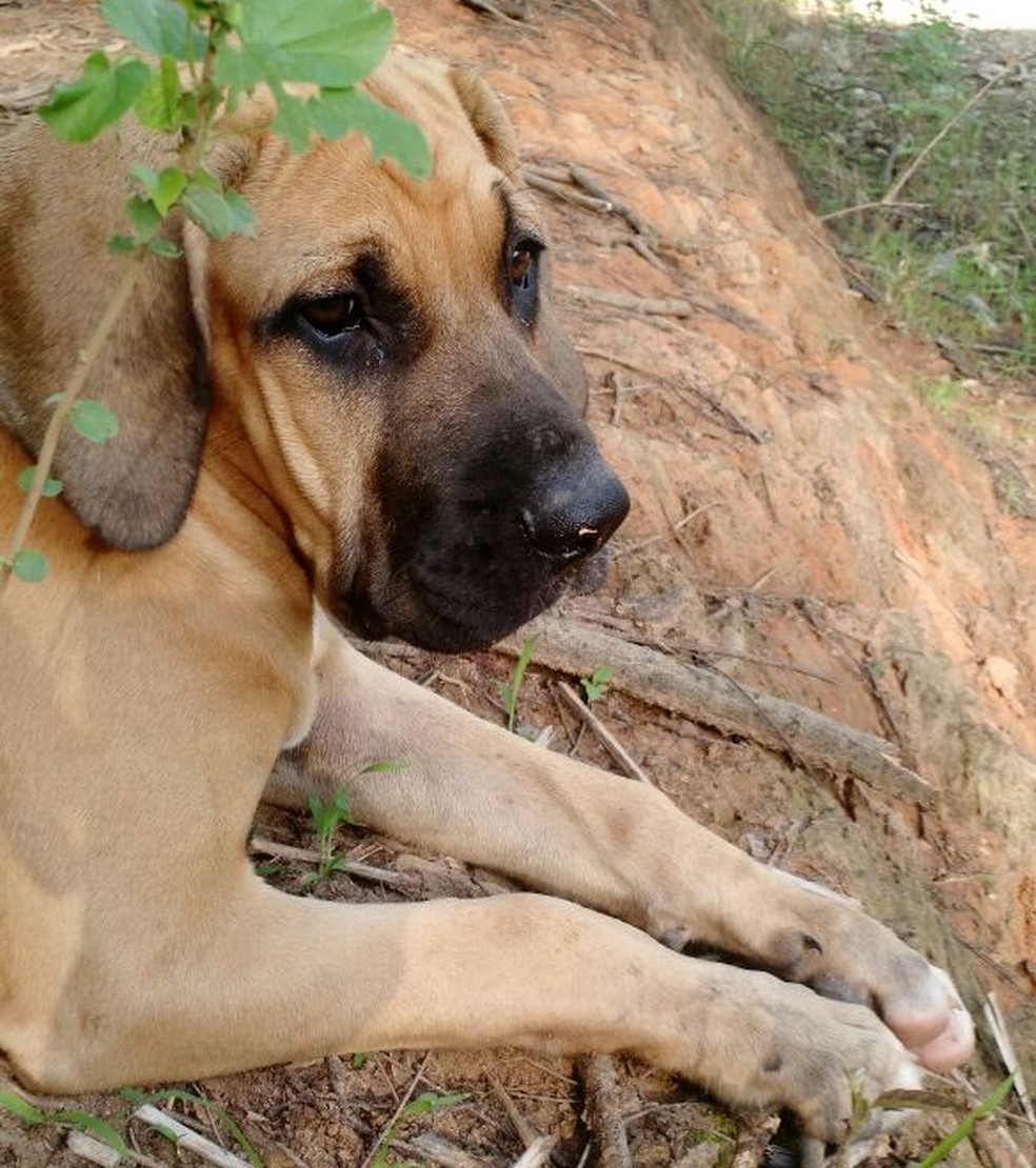 cães da raça original fila brasileiro e buscam quebrar estigma agressividade | É o Bicho | G1