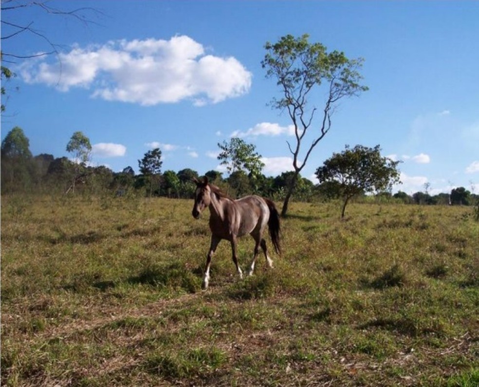 Terreno que motivou assassinato de famlia no DF tem 5,2 hectares, cerca de 5 campos de futebol — Foto: Arquivo pessoal/Reproduo