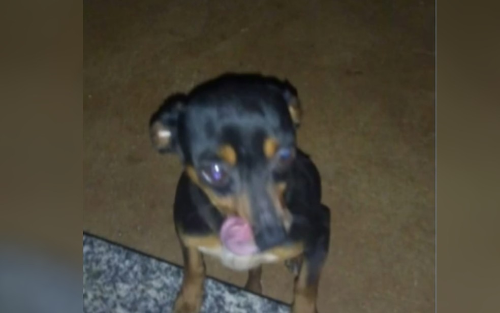 Pinscher morto por pit bull em Anápolis  — Foto: Reprodução/TV Anhanguera