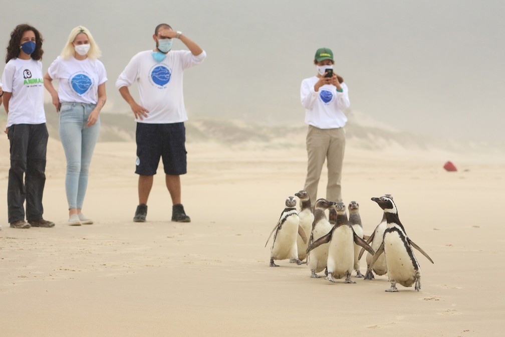 Soltura de pinguins ocorreu na praia do Moçambique  — Foto: Nilson Coelho/R3Animal