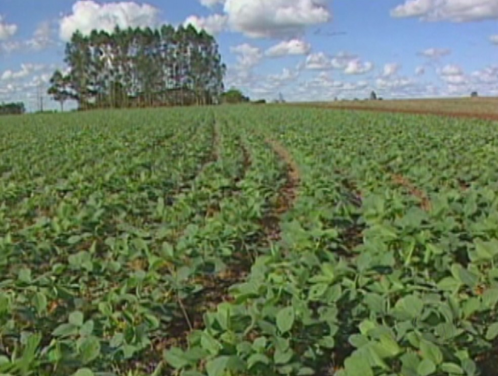 Área cultivada com lavouras temporárias, como a de soja também cresceu no estado, aponta o Censo Agro (Foto: Reprodução/ TV Morena)