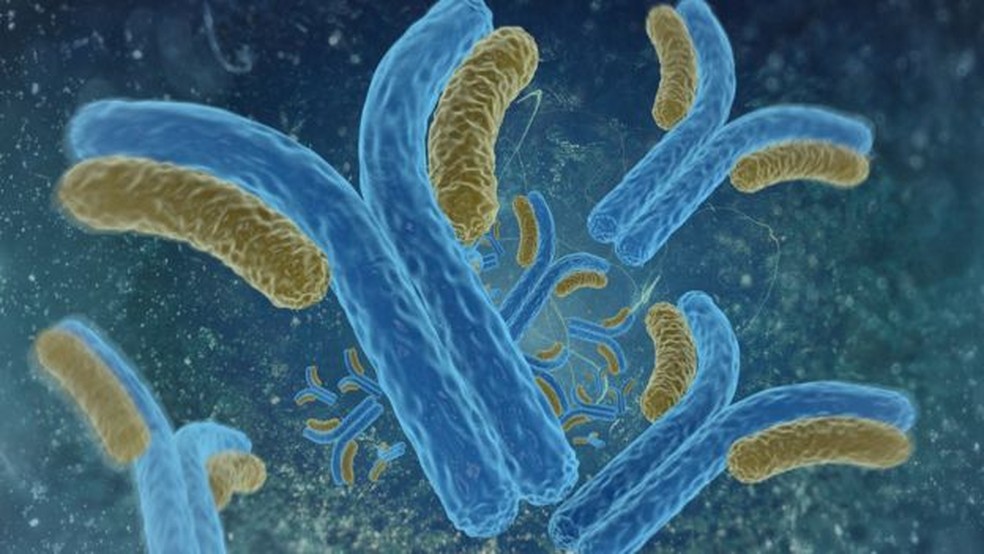 Anticorpos são proteínas em formato de Y que grudam na superfície de vírus  — Foto: Getty Images via BBC