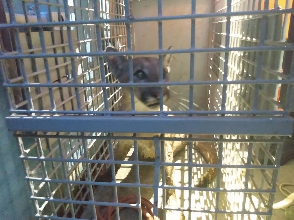 Onça-parda que foi capturada dentro de escola em Ipatinga (MG). — Foto: Danielle Soares/Inter TV dos Vales