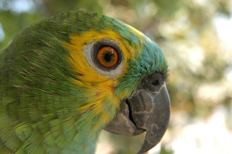 Papagaio-verdadeiro também sofre com o desmatamento e a ausência de cavidades naturais para reproduzir — Foto: Arquivo TG