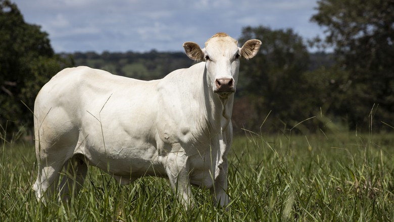 bovinos-boi-corte-carne-nobre-raça-araguaia (Foto: Origem Premium)