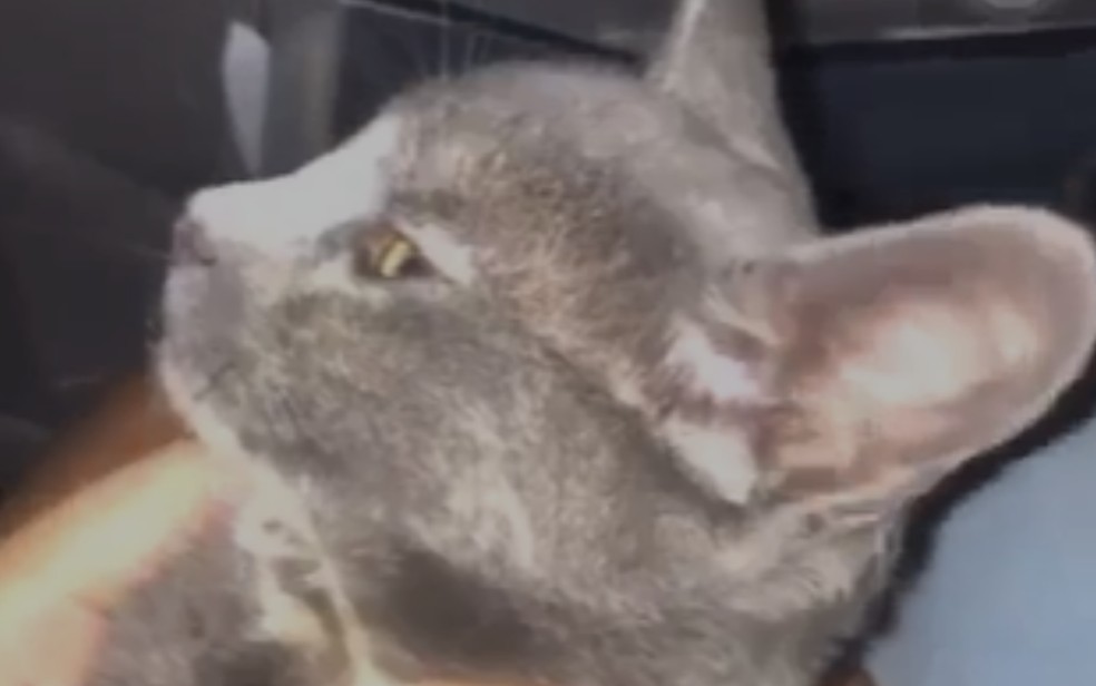 Gatinho que aparece em vídeo supostamente inalando loló, em Anápolis — Foto: Reprodução/Redes sociais 