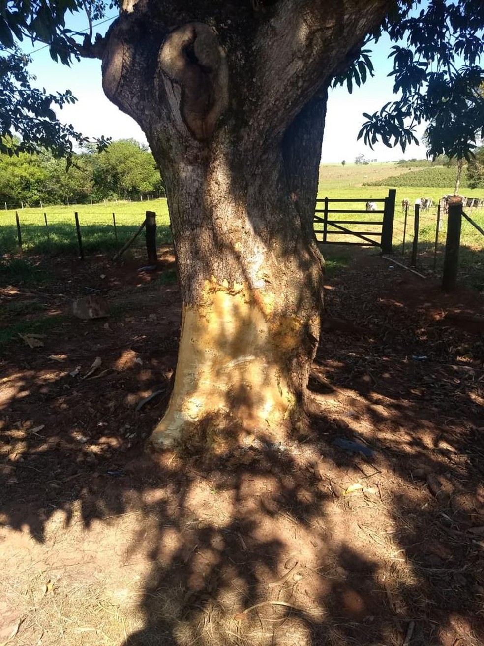 Carro pegou fogo após bater em uma árvore — Foto: Cedida