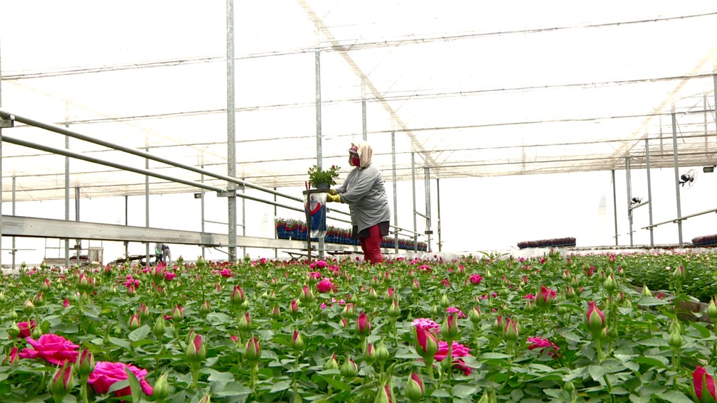 Produção de flores em Holambra (SP) — Foto: Márcio Silveira/EPTV