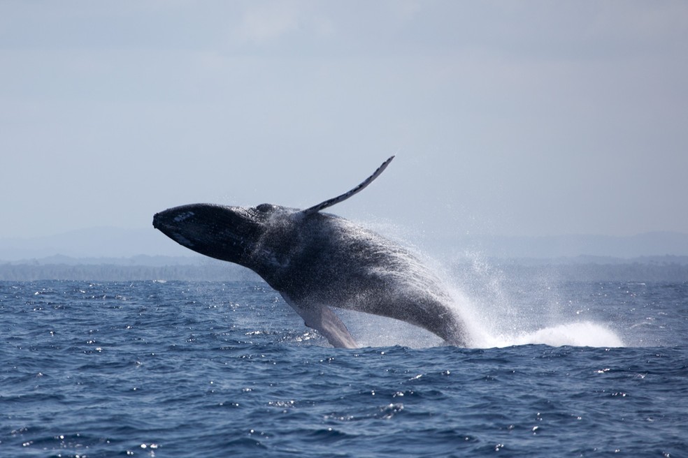 Cerca de 20 mil baleias jubarte devem passar pelo litoral da BA durante temporada de reproduÃ§Ã£o â Foto: Enrico Marcovaldi/Instituto Baleia Jubarte