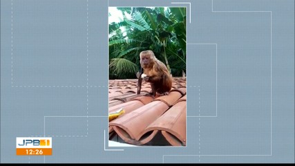 macaco na paraíba