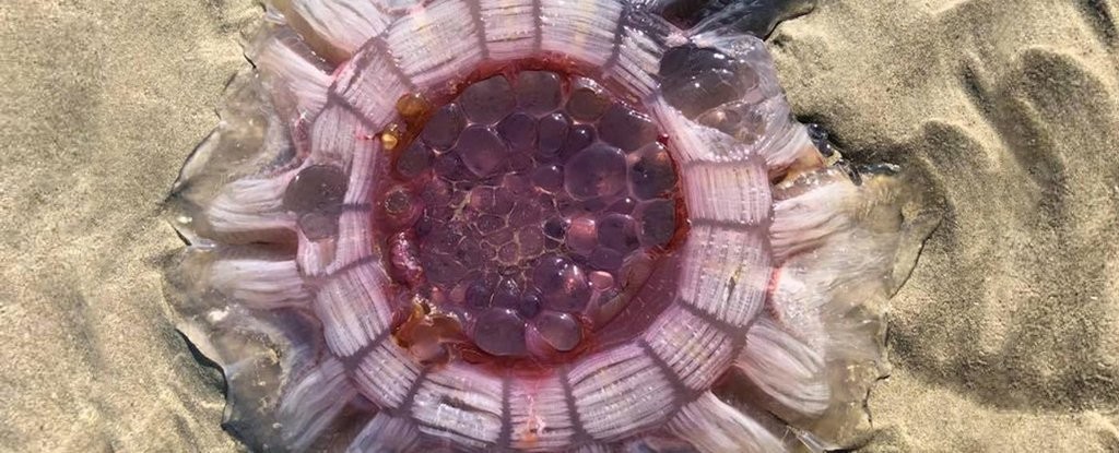 A espécia Cyanea capillata também é conhecida como água-viva-cabeluda (Foto: Eve Dickinson )