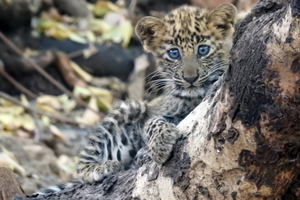 Infelizmente, o leopardo morreu poucas semanas após ser adotado pela nova família (Foto: Ecosphere)