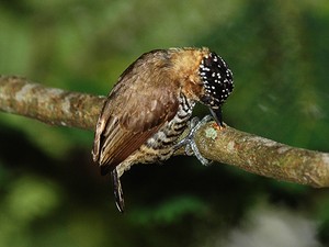 pica-pau-anão-de-coleira (Picumnus temminckii) (Foto: Rudimar Narciso Cipriani)