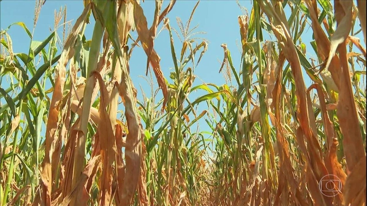 Áreas produtoras do Rio Grande do Sul enfrentam pior seca dos últimos 7 anos thumbnail