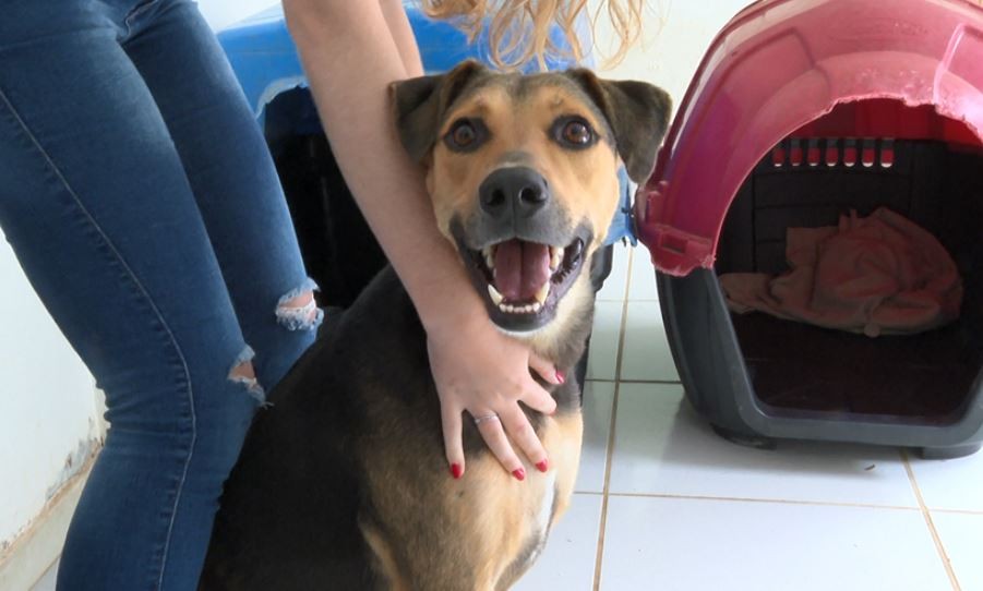 Abandonos de animais crescem e adoções caem em São Carlos; saiba como adotar e ajudar ONGs