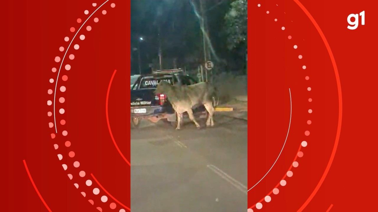 Vaca foge de chácara e é flagrada 'passeando' em meio aos carros em avenida de Campo Grande
