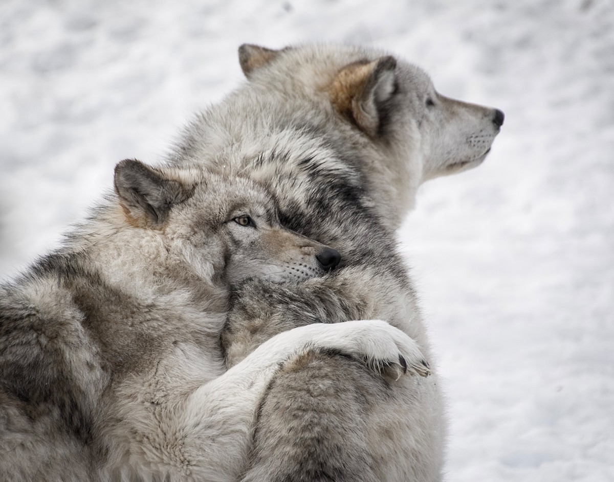 Como na BARF, os lobos (de quem cachorros descendem) se alimentavam de itens crus encontrados na natureza (Foto: Unsplash/ CreativeCommons/ Yannick Menard)