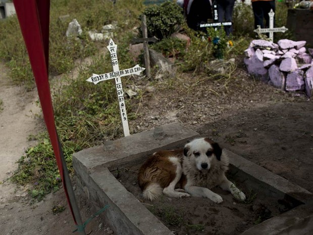  Cão descansa sobre túmulo no cemitério da Virgem de Lurdes, em Lima, no Peru (Foto: AP)