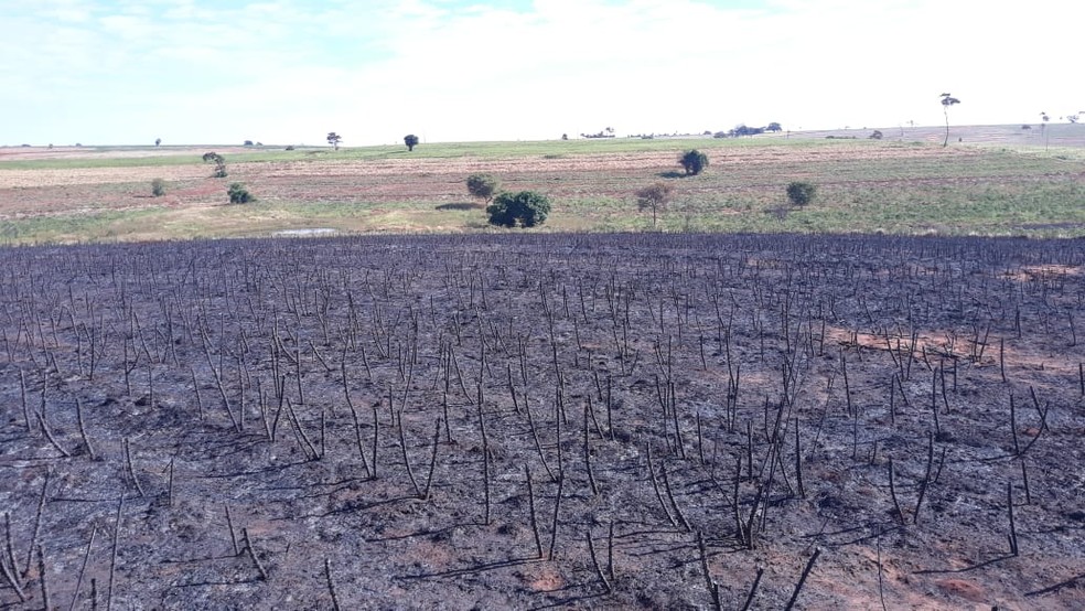 Polícia Ambiental constatou queimada sem autorização em uma plantação de mandioca — Foto: Polícia Ambiental