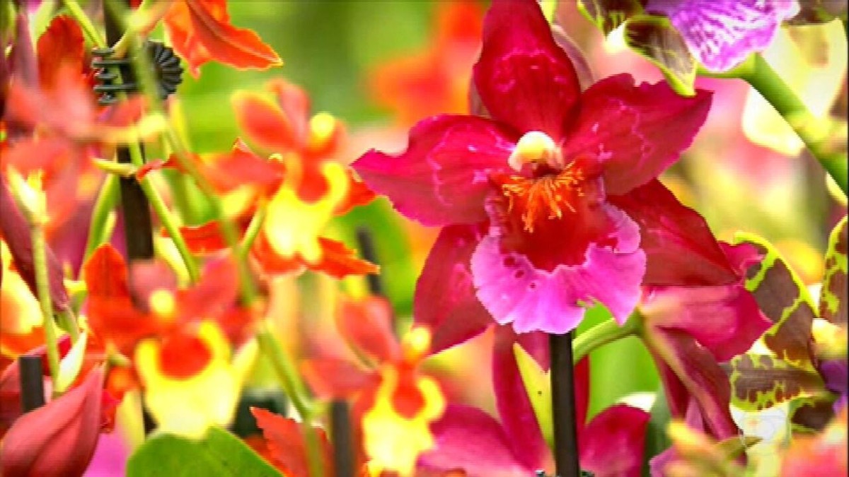 Saiba como cuidar das orquídeas mesmo enquanto não florescem thumbnail