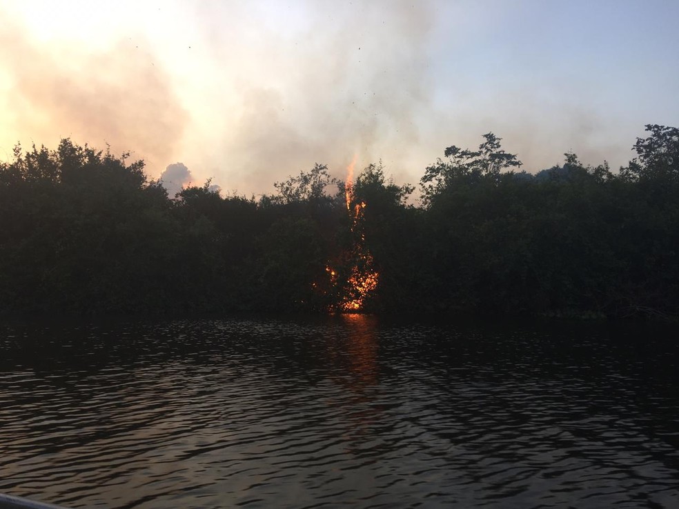 Fogo em meio à vegetação e, no céu, fumaça — Foto: Pesquisadores/redes sociais