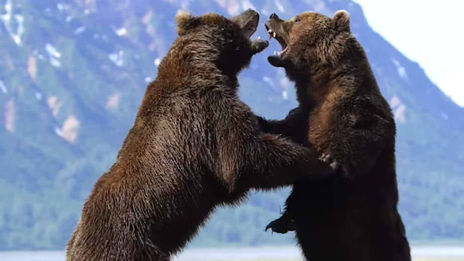 O registro da disputa entre os ursos machos tem nove minutos e já foi assistido por mais de 556 mil pessoas