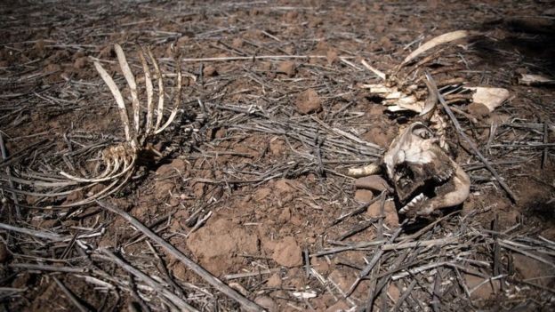 Segundo dados do Ministério da Agricultura, até o momento 34 mil animais morreram devido à falta de água (Foto: Getty Images)