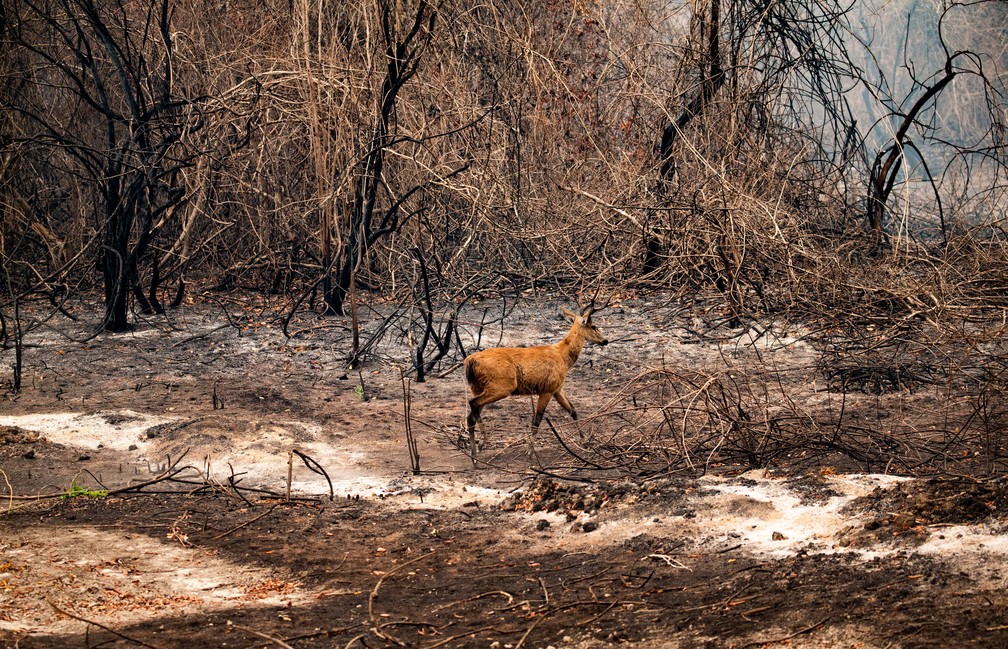 Fotgrafo Araqum Alcntara registra fuga de animais durante as queimadas no Pantanal.  Foto: Araqum Alcntara/Divulgao