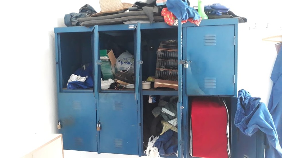 Aves escondidas em clube de Bauru — Foto: Polícia Ambiental/Divulgação