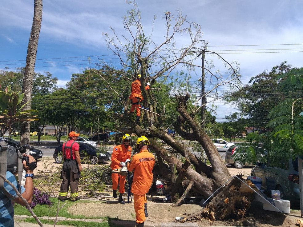 Árvore tombou sobre irmãos em Maceió — Foto: Corpo de Bombeiros/Ascom