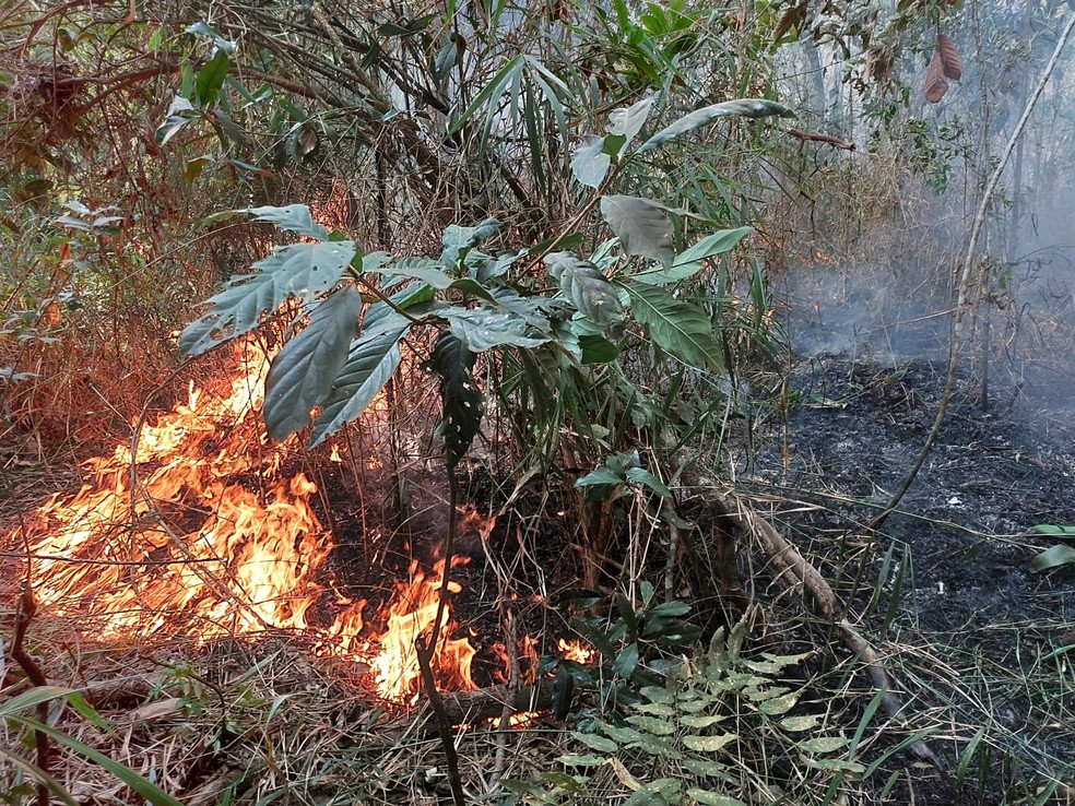 Bombeiros tentam conter incêndio em Nova Resende (MG) — Foto: Divulgação/Corpo de Bombeiros 