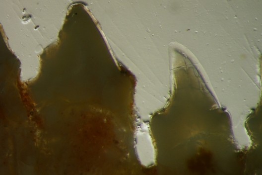 Fotografia microscópica da dentição de Brasilodon, mostrando as diferenças entre o esmalte dos dentes de leite, mais baixo e escuro (à esquerda), e de um dente permanente (à direita), com um esmalte mais alto e translúcido. O dente de leite foi mineralizado em ambiente placentário pobre em oxigênio. O dente permanente, formado após o nascimento, teve seu esmalte mineralizado com altas concentrações de oxigênio. Estes esmaltes dos dentes da segunda dentição também receberam grandes quantidades de nutrientes e Cálcio advindos da amamentação, o que os tornou extremamente translúcidos. (Foto: Reprodução)