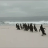 Foto: (Pinguins- webstories / Reprodução)