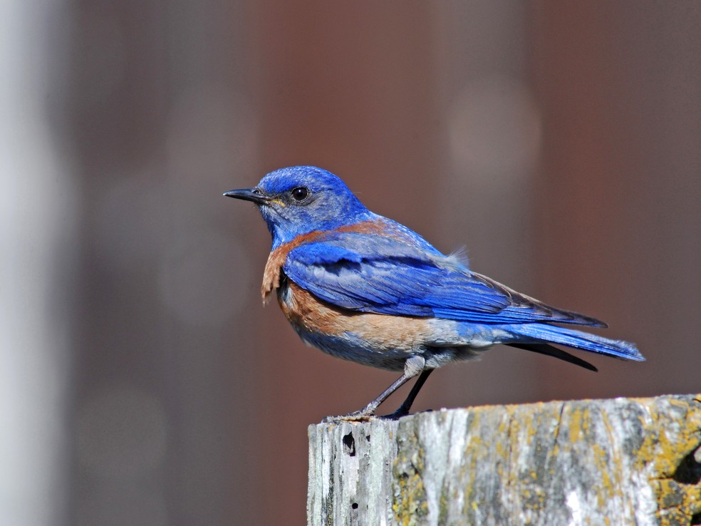 A Sialia Mexicana (Azulejo de Garganta Azul) foi um dos pássaros analisados no estudo (Foto: Dave Keeling)