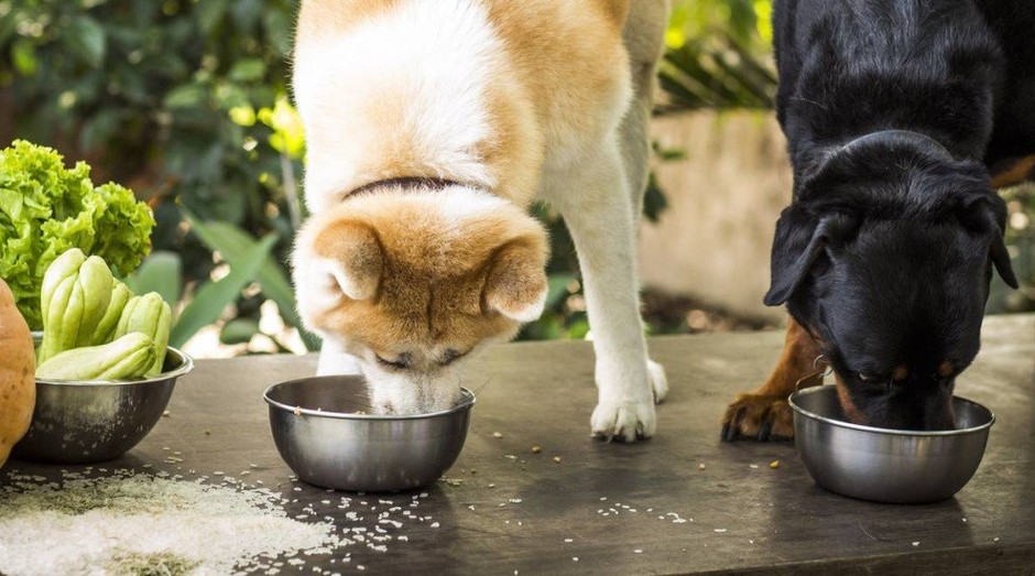 Cachorros experimentam comida orgânica: mercado de rações saudáveis já movimenta cerca de US$ 1 bilhão por ano (Foto: Agência O Globo)