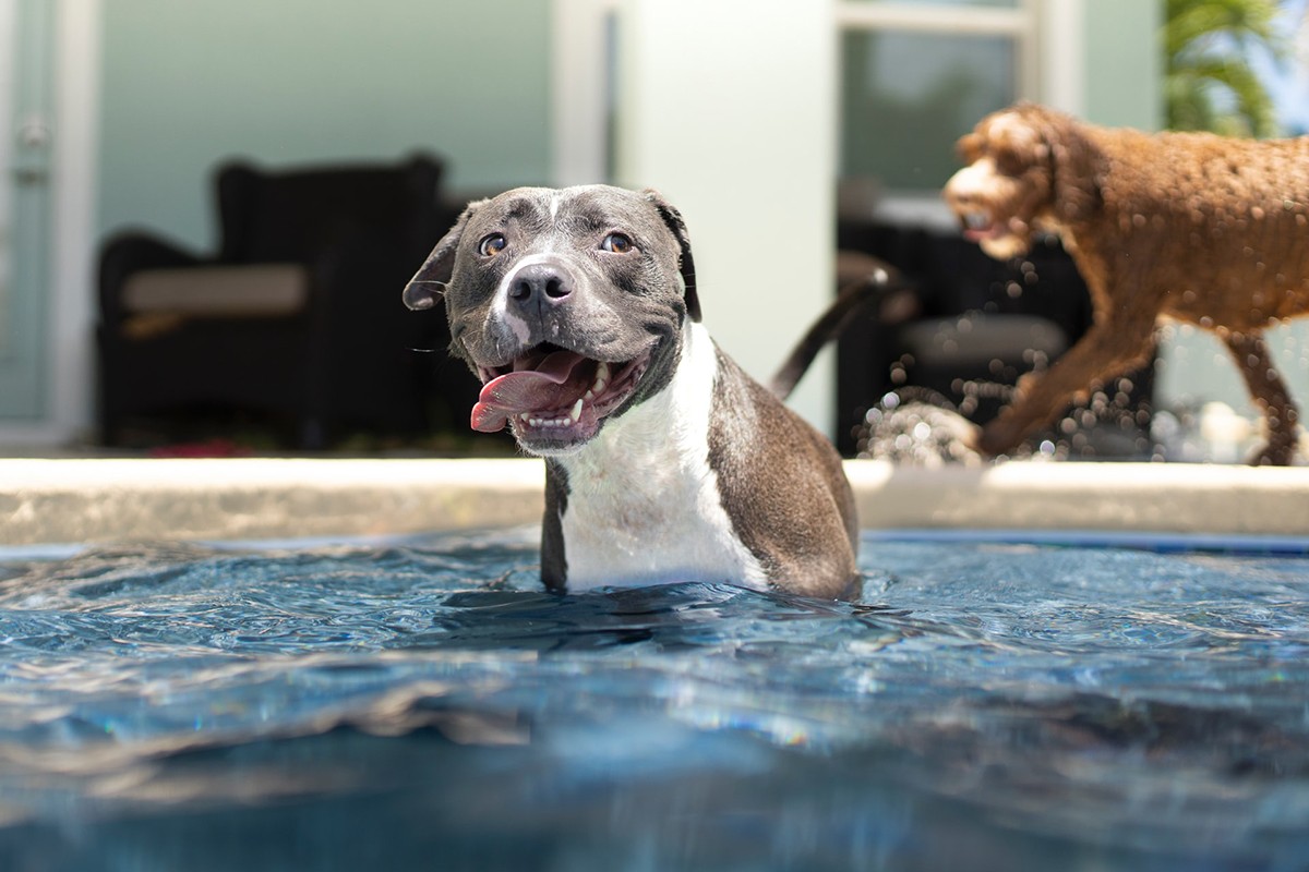 Os pets podem entrar em mar e piscina durante o verão, mas os tutores devem estar vigilantes para que eles não se afoguem (Foto:  Unplash/CreativeCommons/Anthony Duran)