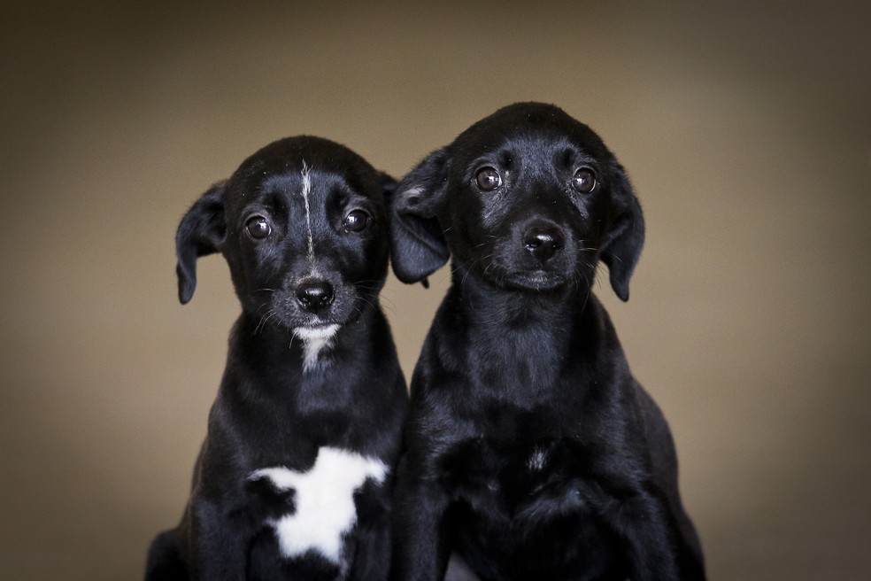 Cães disponíveis para adoção no DF — Foto: Breno Esaki/Agência Saúde